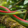 Red-backed parrot snake