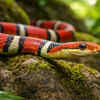 Red mountain racer