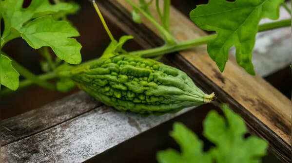 Harvest at the right stage