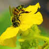 Article image for: Watch for <i class="tbold">flowers</i> and pollination