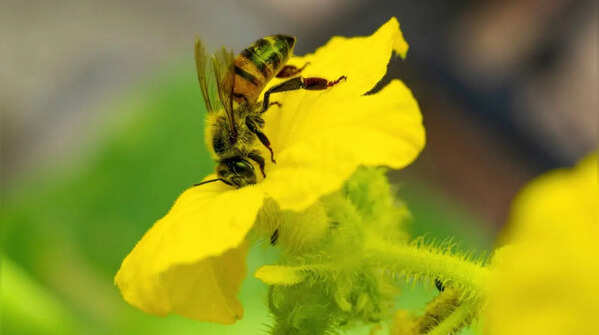 Watch for flowers and pollination