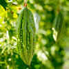 Add a strong trellis or support