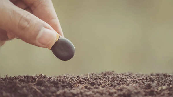 Sow the seeds carefully