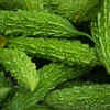 Article image for: How to grow karela (<i class="tbold">bitter gourd</i>) in containers at home
