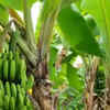 Article image for: Worship banana tree