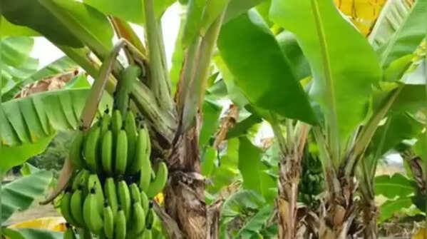 Worship banana tree