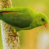 Vernal hanging parrot