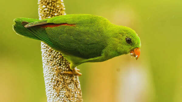 Vernal hanging parrot