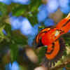 Scarlet minivet