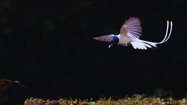 Asian paradise flycatcher