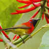 Article image for: Mrs. Gould’s sunbird