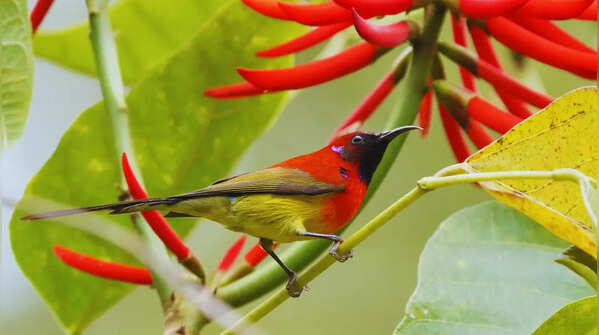 Mrs. Gould’s sunbird
