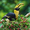 Great hornbill