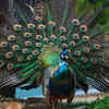 Indian peafowl