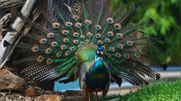 Indian peafowl