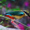 Indian pitta