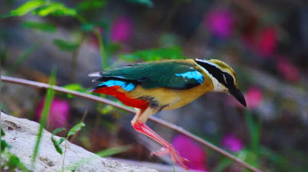 Indian pitta