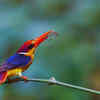 Oriental dwarf kingfisher
