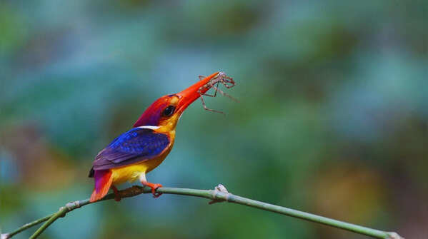 Oriental dwarf kingfisher