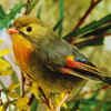 Article image for: Red-billed leiothrix