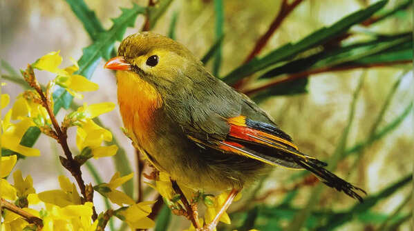 Red-billed leiothrix