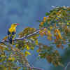 Indian golden oriole