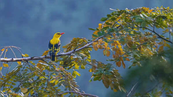 Indian golden oriole