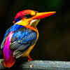 Article image for: 10 most brightly coloured birds to <i class="tbold">spot</i> in Indian forests