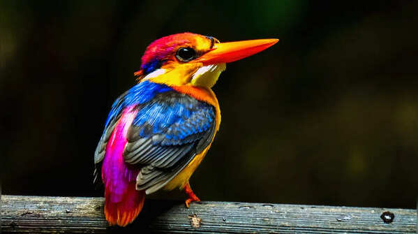10 most brightly coloured birds to spot in Indian forests