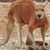 Kangaroo