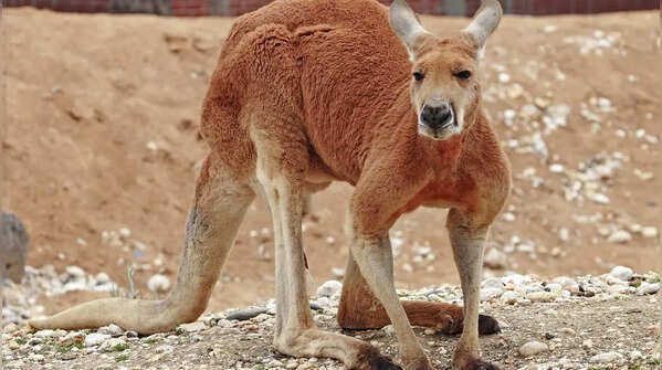 Kangaroo