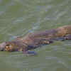 Platypus