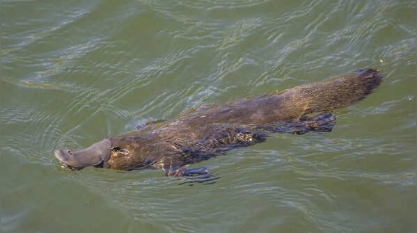 Platypus
