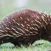 Echidna