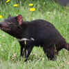 Tasmanian devil