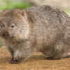 Wombat