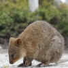Quokka