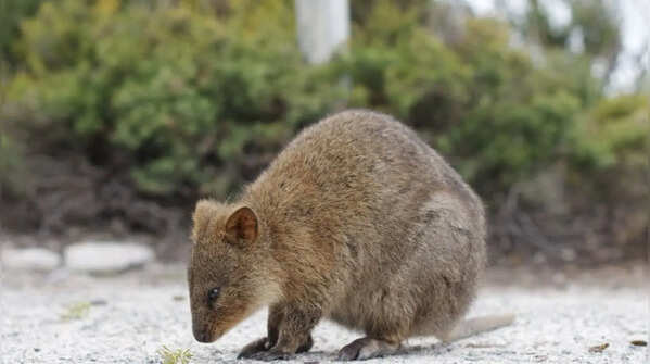 Quokka