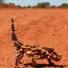 Thorny devil
