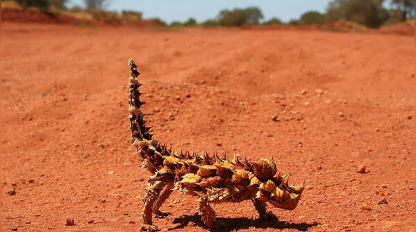 Thorny devil