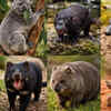 Article image for: 8 unique animals that exist only in Australia and look unreal