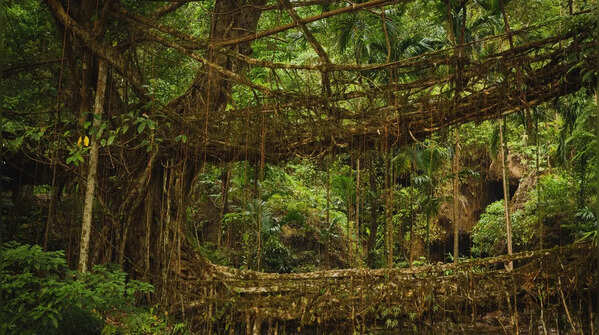 Nongriat’s Living Root Bridges — Like the Amazon Rainforest