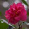 Camellia