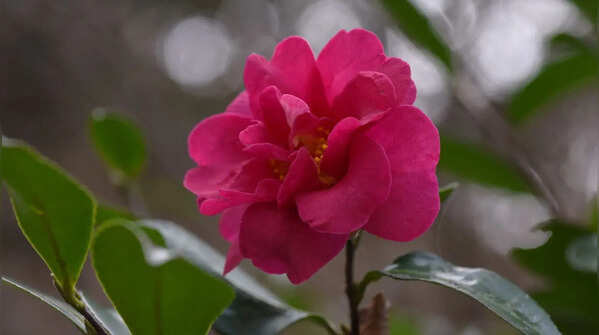 Camellia