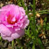 Moss Rose (Portulaca)