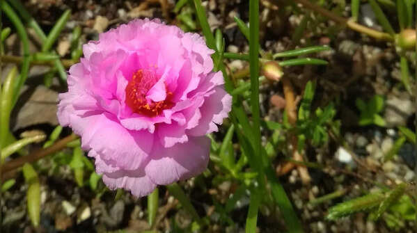 Moss Rose (Portulaca)