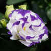 Lisianthus