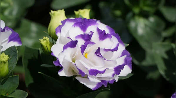 Lisianthus