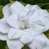 Gardenia