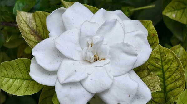 Gardenia